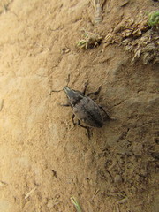 Leucophyes pedestris