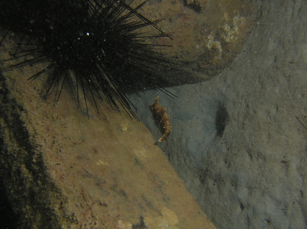 Aiptasia-eating Filefish