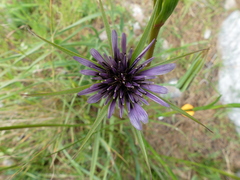 Tragopogon porrifolius
