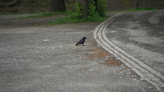 Corvus corone
