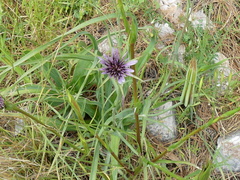 Tragopogon porrifolius