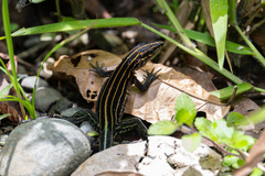 Echternacht's Ameiva photo 2