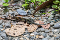 Echternacht's Ameiva photo 4