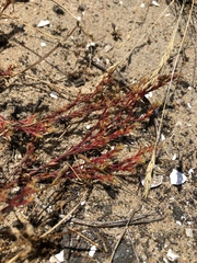 Lastarriaea coriacea