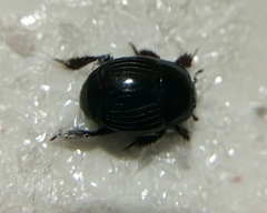 Histeridae