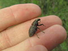 Leucophyes pedestris