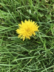 Taraxacum
