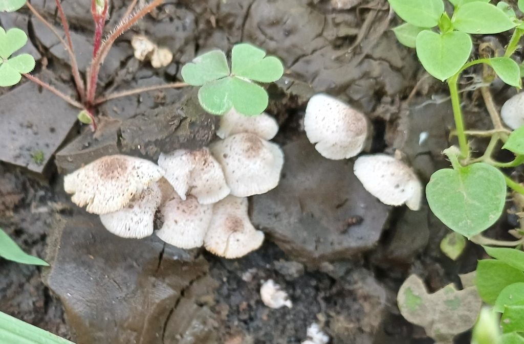 Lepiota lilacea · May 2024 · photo: © monics (iNaturalist, cc-by)