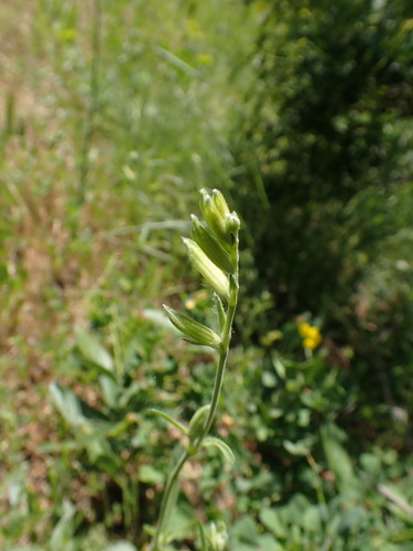 Image of Night-Flowering Catchfly (Silene nocturna) by (c) Franck Cabot, some rights reserved (CC BY)