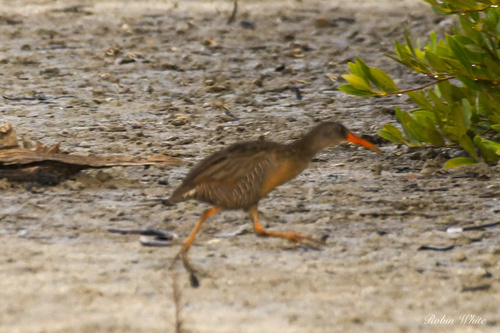 Caribbean Clapper Rail