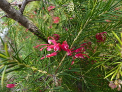 Grevillea
