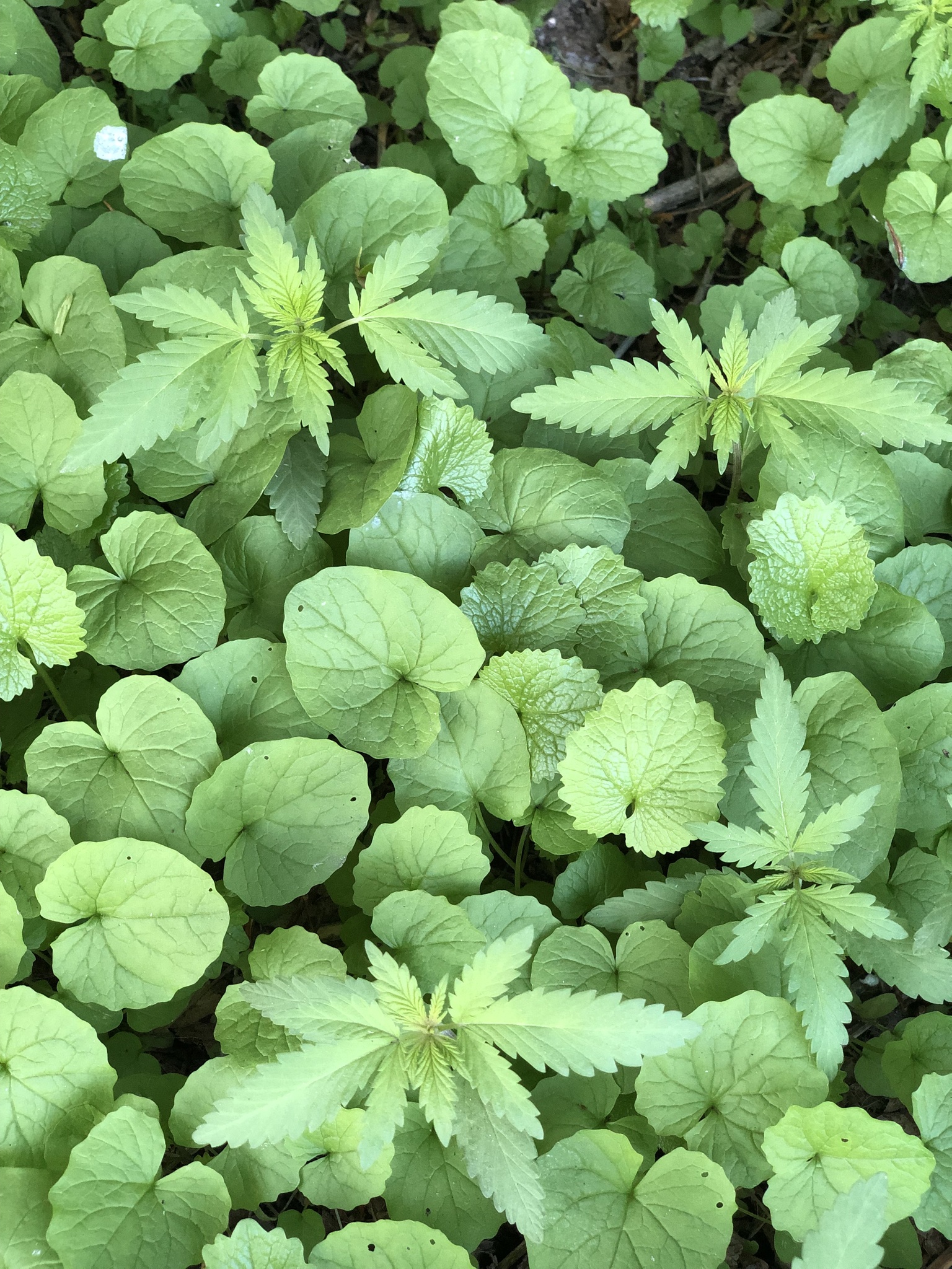 <em class="gbifHl">Cannabis sativa ruderalis</em>