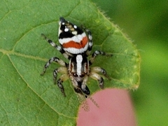 Nycerella delecta
