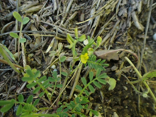 Hippocrepis biflora (Hippocrepis biflora)