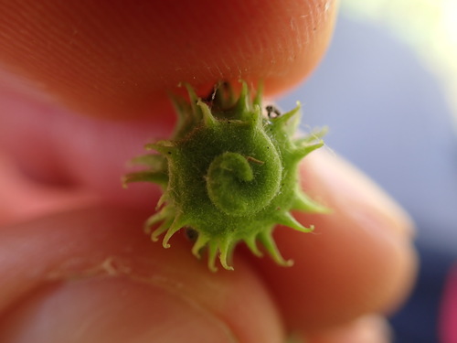 Image of Medicago rigidula by (c) Franck Cabot, some rights reserved (CC BY)