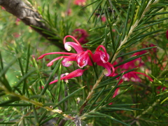 Grevillea