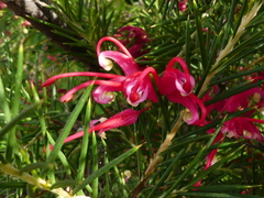 Grevillea