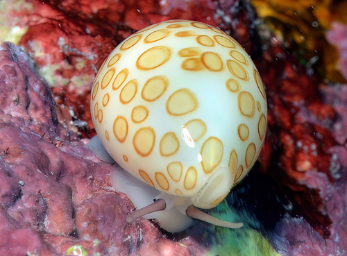 Cypraea mariae observed 2016-02-13