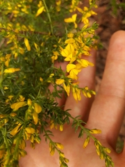 Genista triacanthos