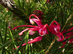 Grevillea