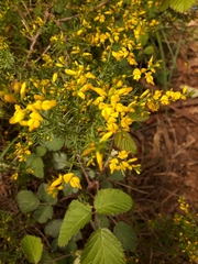 Genista triacanthos