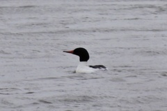 Mergus merganser