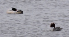 Mergus merganser