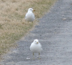 Larus delawarensis