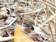 Sceloporus siniferus