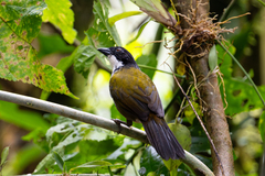 Black-Headed Brush-Finch photo 3