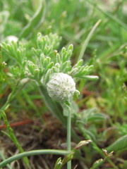 Anthemis tomentosa