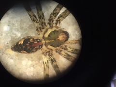 Dolomedes tenebrosus