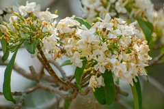 Tabernaemontana arborea