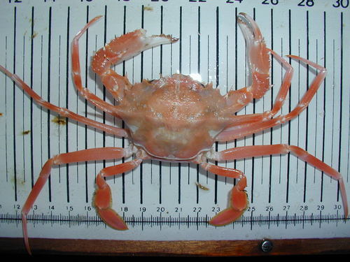 Representative image of Bathynectes maravigna