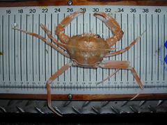 Bathynectes maravigna