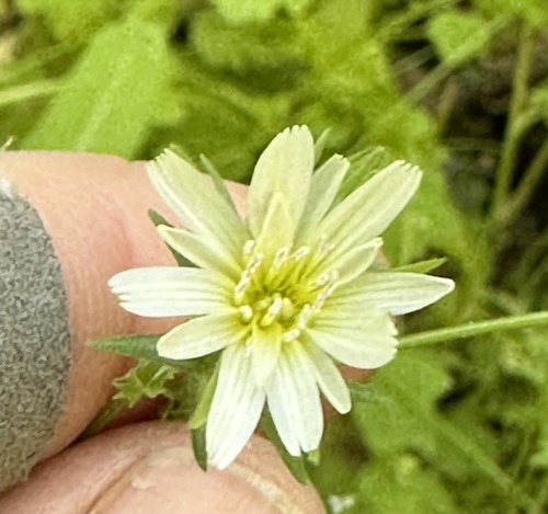 Image of Rafinesquia californica by (c) Barbara Banfield, some rights reserved (CC BY)