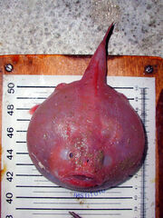 Suttkus Sea Toad photo 2
