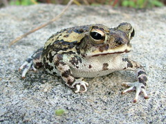 Incilius marmoreus