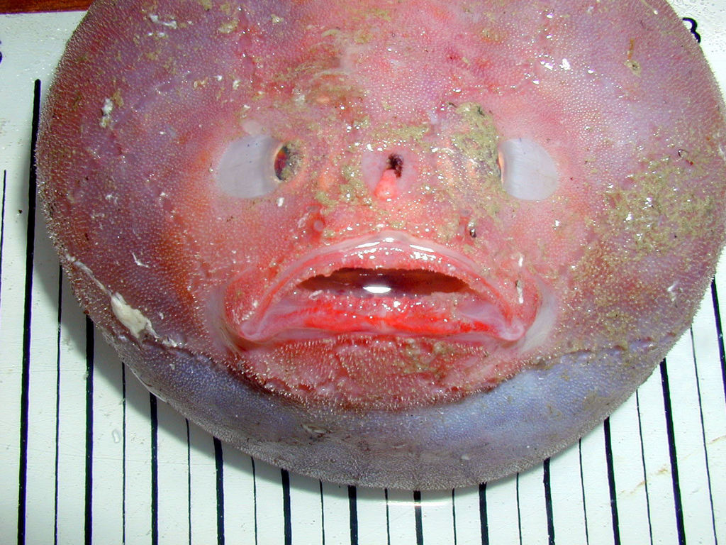 Suttkus Sea Toad
