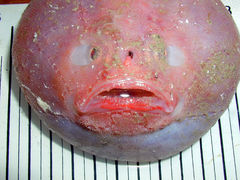 Suttkus Sea Toad photo 1