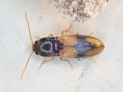 Horistonotus curiatus