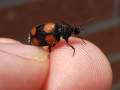 Panagaeus crucigerus