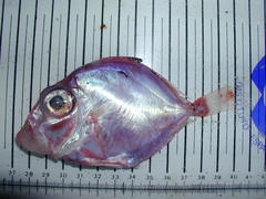 Cyttopsis rosea
