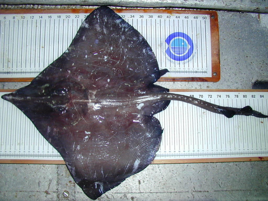 Norwegian skate (Dipturus nidarosiensis) — Rajidae