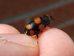 Panagaeus crucigerus