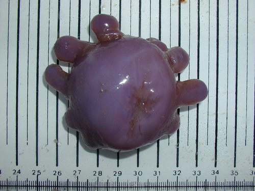 Representative image of Epizoanthus