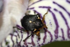 Mononychus punctumalbum