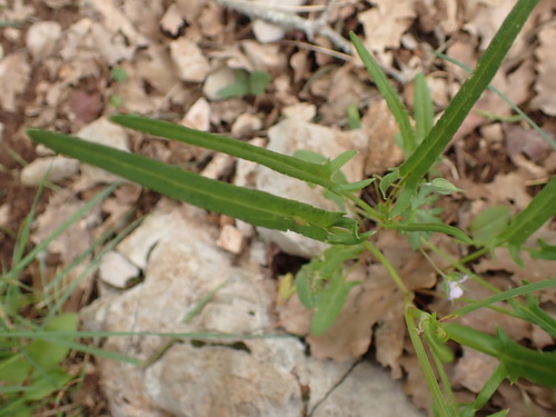 Image of Rumex intermedius by (c) Franck Cabot, some rights reserved (CC BY)
