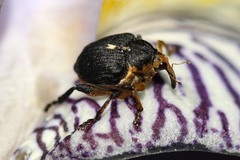 Mononychus punctumalbum