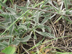 Convolvulus lineatus